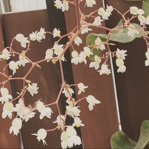 Meet your Posher, Aroosa